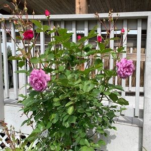 Meet your Posher, Annie